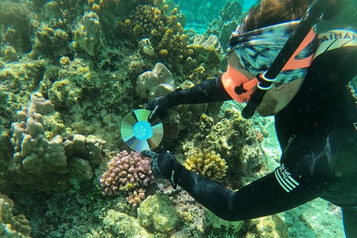 Moorea Reef Exploration with Reva Atea — Guided Snorkel & Coral Science photo 4