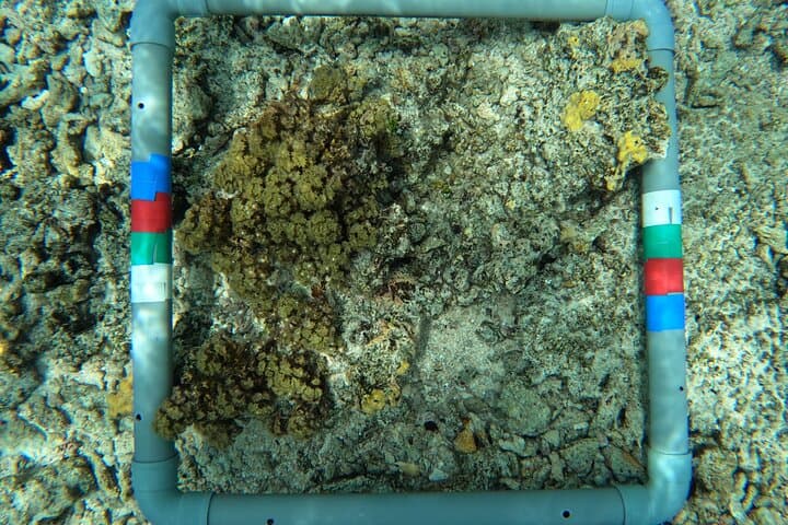 Moorea Reef Exploration with Reva Atea — Guided Snorkel & Coral Science photo 6