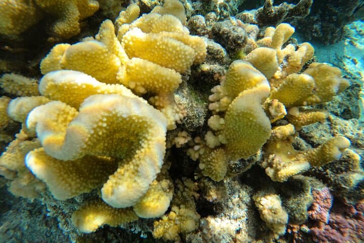 Moorea Reef Exploration with Reva Atea — Guided Snorkel & Coral Science photo 3