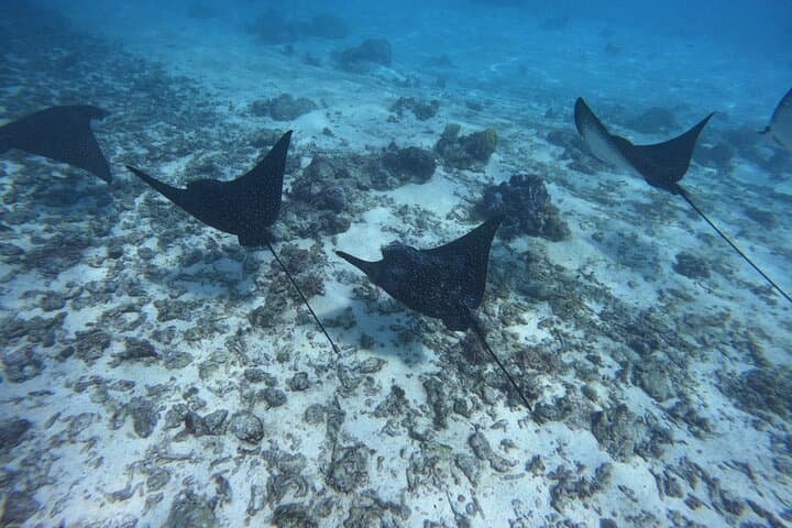 Moorea Lagoon Boat Tour: Snorkel Rays, Turtles & Sacred Bays photo 2