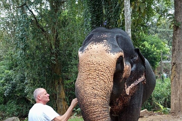 Full-Day Kandy and Pinnawala Elephant Orphanage Tour from Colombo photo 4