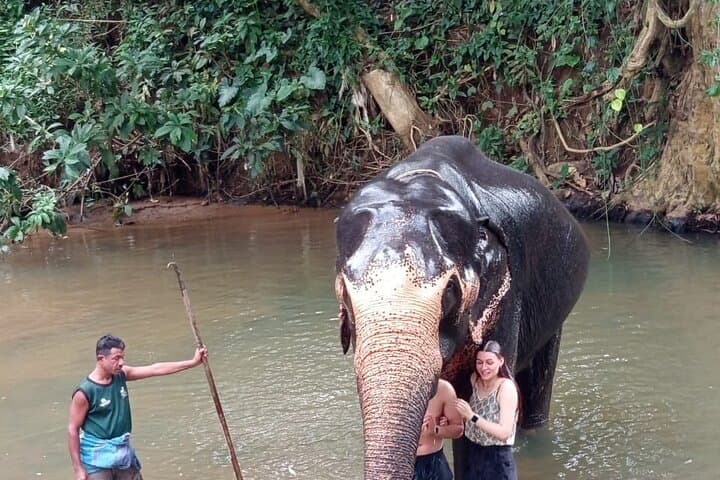 Full-Day Kandy and Pinnawala Elephant Orphanage Tour from Colombo photo 5