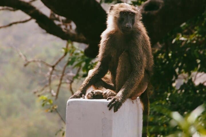 3-Day Mole National Park Safari — Walking Safaris, Village Culture & Canoe Trip