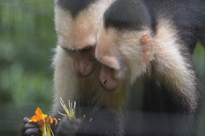 Proyecto Asis Wildlife Rescue Tour — La Fortuna Animal Rehabilitation & Volunteer Visit photo 6