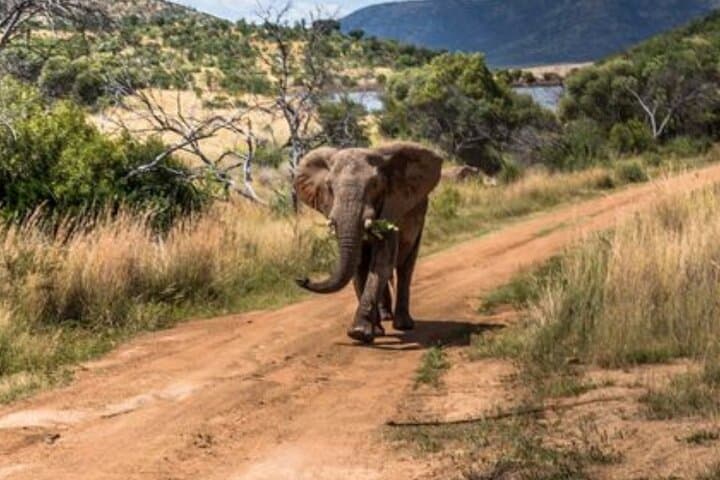 Pilanesberg Big Five Day Safari — Malaria-Free Game Drive from Johannesburg photo 2