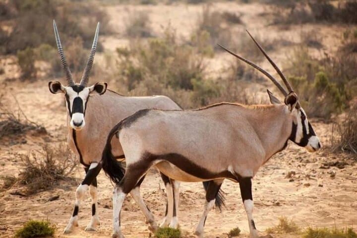 Half-Day Daan Viljoen Safari: Windhoek Game Drive for Wildlife and Views