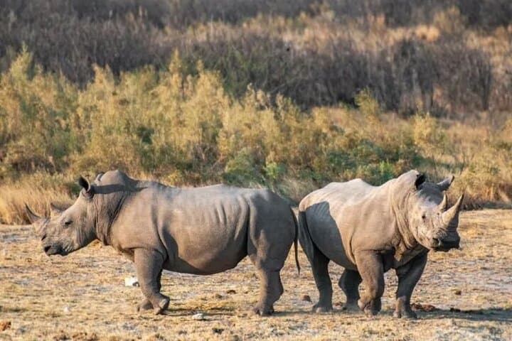 Half-Day Daan Viljoen Safari: Windhoek Game Drive for Wildlife and Views photo 6
