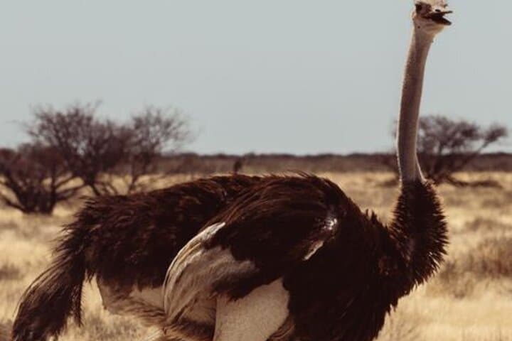 Half-Day Daan Viljoen Safari: Windhoek Game Drive for Wildlife and Views photo 5