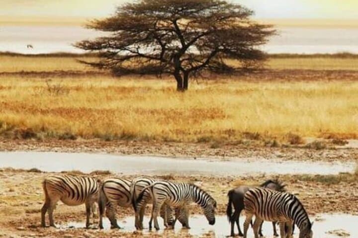 Half-Day Daan Viljoen Safari: Windhoek Game Drive for Wildlife and Views photo 4