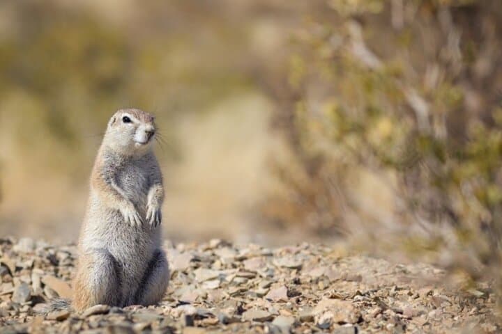 Half-Day Daan Viljoen Safari: Windhoek Game Drive for Wildlife and Views photo 2