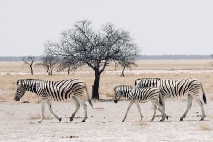 Half-Day Daan Viljoen Safari: Windhoek Game Drive for Wildlife and Views photo 3