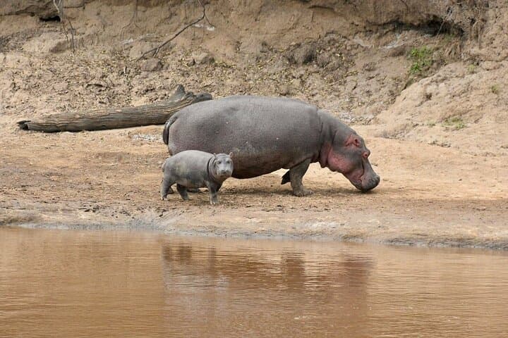 Naivasha Day Trip — Cycle Hell's Gate National Park & Boat to Crescent Island photo 4