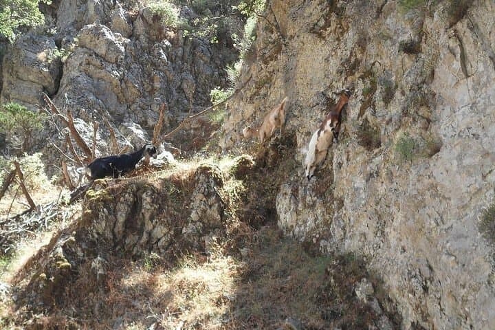 Exploring Imbros Gorge: Private Day Hike and Coastal Swim from Chania photo 6