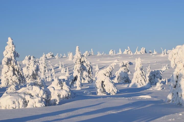 Riisitunturi Day Hike from Rovaniemi — Tykky Forests & Fell Summits photo 3
