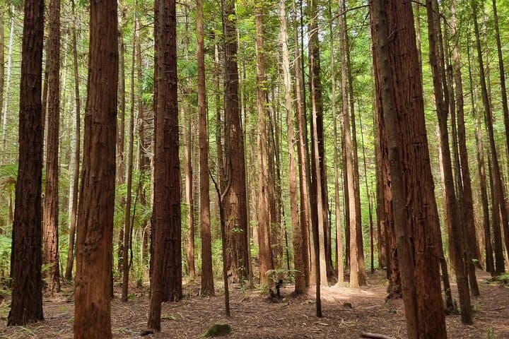 Rotorua Highlights Small-Group Tour — Geothermal Parks, Redwoods & Kiwifruit Orchards photo 3