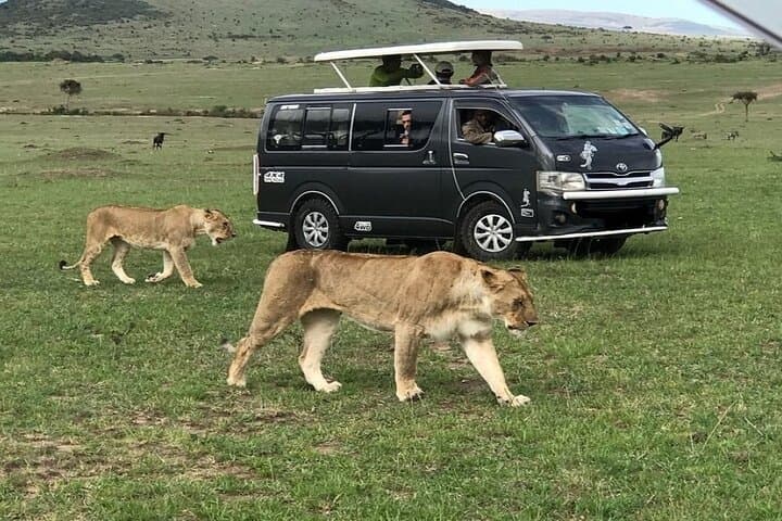 Full-Day Nairobi: National Park Game Drive, Karen Blixen Museum & Bomas Cultural Show with Dinner