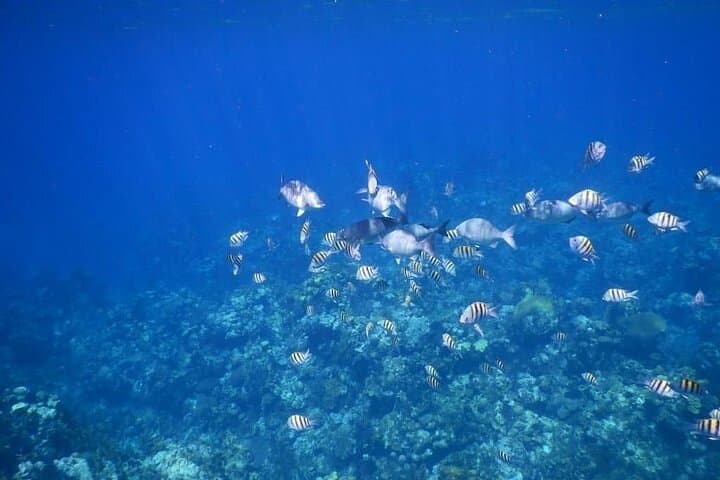 Roatán 3-Stop Snorkeling: Shipwreck, Starfish Alley & Blue Channel