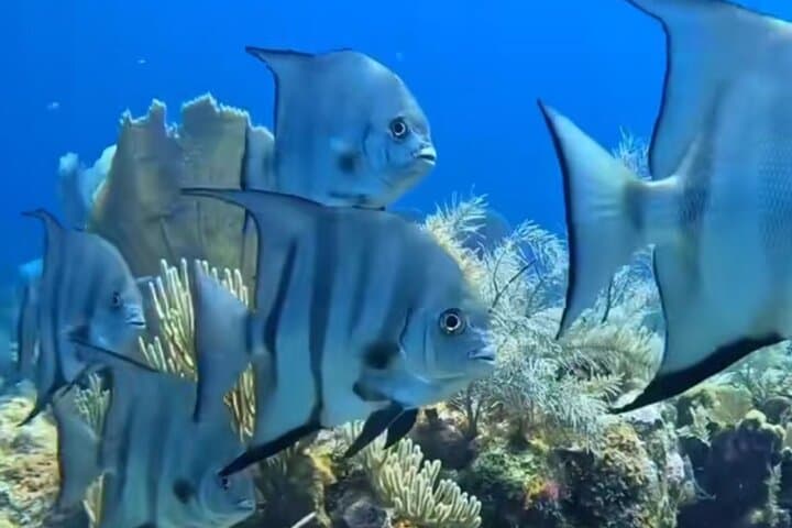 Roatán 3-Stop Snorkeling: Shipwreck, Starfish Alley & Blue Channel photo 6