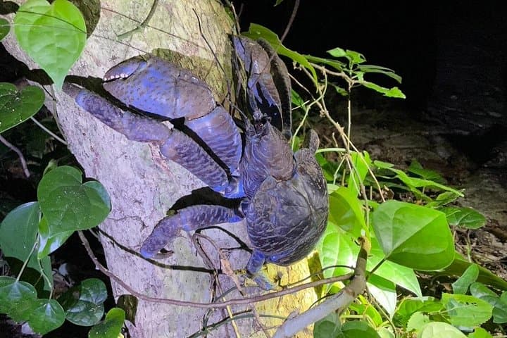 Miyako Island Night Jungle & Starry Sky Tour — Coconut Crabs and Dark-Sky Exploration photo 3