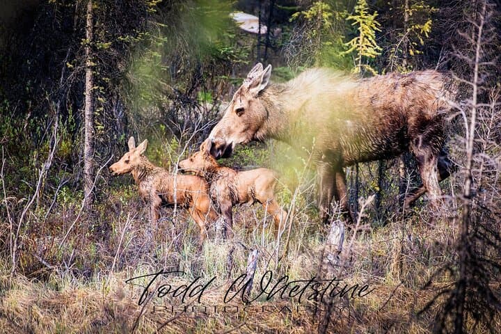 Three-Day Private Denali Photo Workshop — Capture Denali & the Denali Highway photo 2