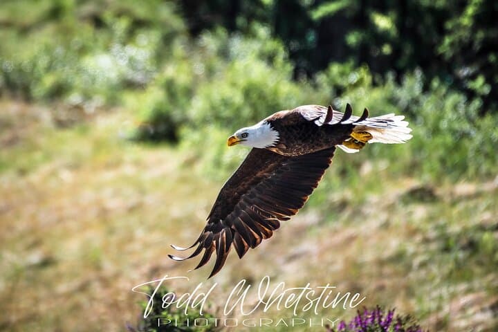 Three-Day Private Denali Photo Workshop — Capture Denali & the Denali Highway photo 3