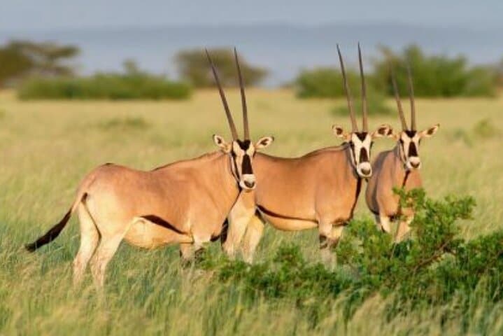 8-Day Harar, Awash & Bale Mountains Safari — Culture, Wildlife and High-Altitude Hikes