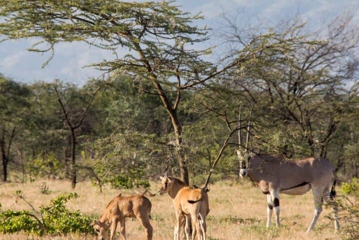 8-Day Harar, Awash & Bale Mountains Safari — Culture, Wildlife and High-Altitude Hikes photo 3