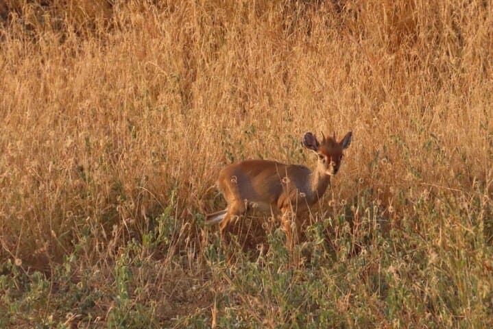 8-Day Harar, Awash & Bale Mountains Safari — Culture, Wildlife and High-Altitude Hikes photo 5