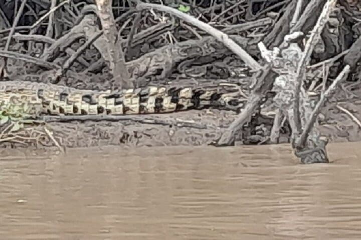 Funzi Island Day Trip: Mangrove Cruise, Sandbanks & Turtle Watching photo 3