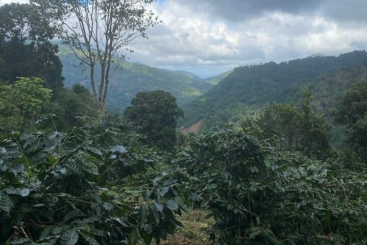 Blue Mountains Coffee Farm Tour from Port Antonio — Spring Hill Coffee Experience photo 2