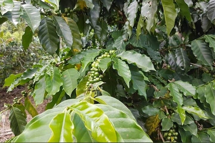 Blue Mountains Coffee Farm Tour from Port Antonio — Spring Hill Coffee Experience photo 3