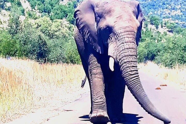 2-Day Johannesburg & Pilanesberg Safari: Soweto, Apartheid Museum & Big Five Game Drive photo 3