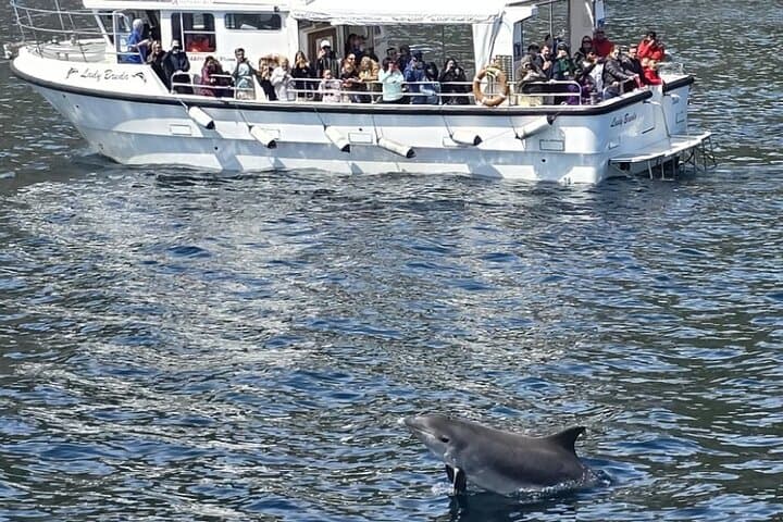 Dingle Bay Dolphin Discovery: 2‑Hour Eco Tour in Ireland's Marine National Park photo 4
