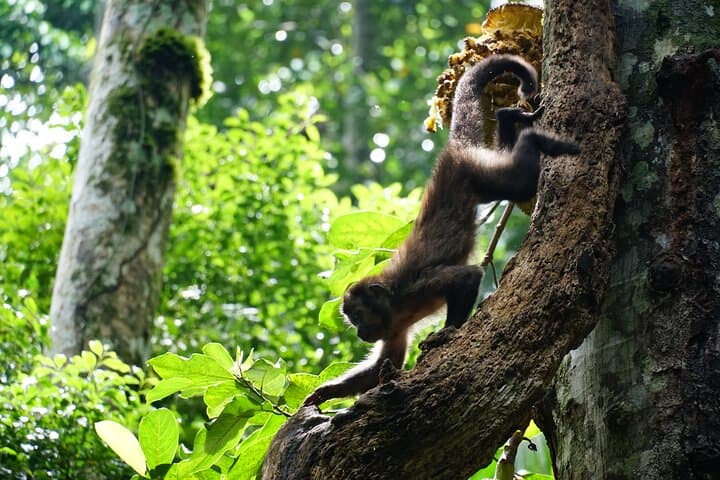 Tijuca Forest Hike: Waterfalls, Caves & Atlantic Rainforest Trails photo 5