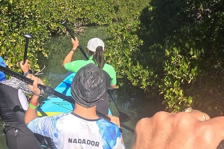 Paddle Balandra: Mega Paddleboards, Mangroves and Snorkeling with Sea Lions photo 5