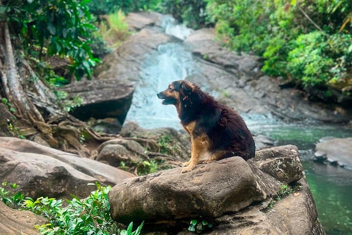 El Yunque Rainforest Hike, Las Paylas Waterslides & Luquillo Kiosks Day Trip photo 2