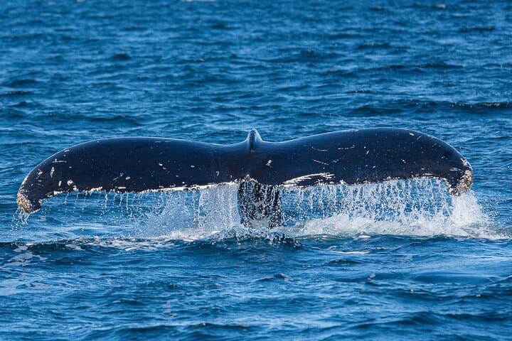 Private Ketchikan Wildlife & Scenery Tour with Captain Jack