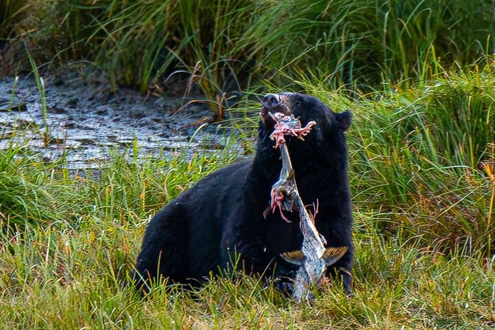 Private Ketchikan Wildlife & Scenery Tour with Captain Jack photo 2