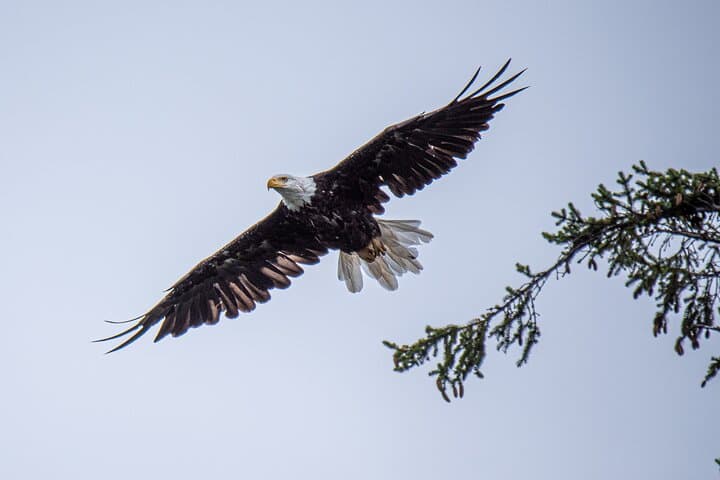 Private Ketchikan Wildlife & Scenery Tour with Captain Jack photo 3