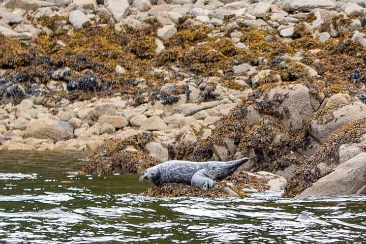 Private Ketchikan Wildlife & Scenery Tour with Captain Jack photo 4