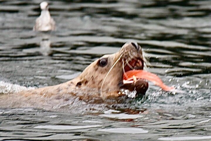Private Ketchikan Wildlife & Scenery Tour with Captain Jack photo 5