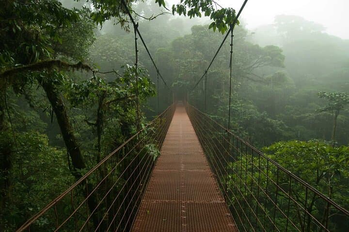 Monteverde Cloud Forest Hanging Bridges: Mist Walk & Treetop Bridges