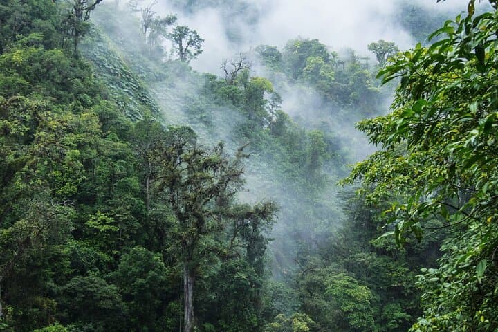 Monteverde Cloud Forest Hanging Bridges: Mist Walk & Treetop Bridges photo 2