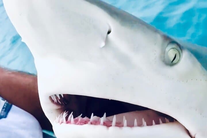 Key West Inshore Shark Fishing: Catch-and-Release Backcountry Shark Adventure photo 1