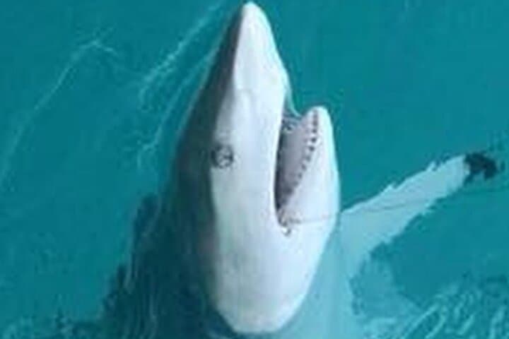 Key West Inshore Shark Fishing: Catch-and-Release Backcountry Shark Adventure photo 3