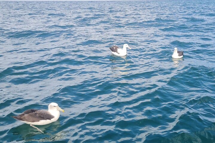 Otago Harbour Albatross & Wildlife Cruise: Taiaroa Head Boat Tour photo 3