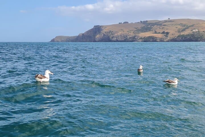 Otago Harbour Albatross & Wildlife Cruise: Taiaroa Head Boat Tour photo 4