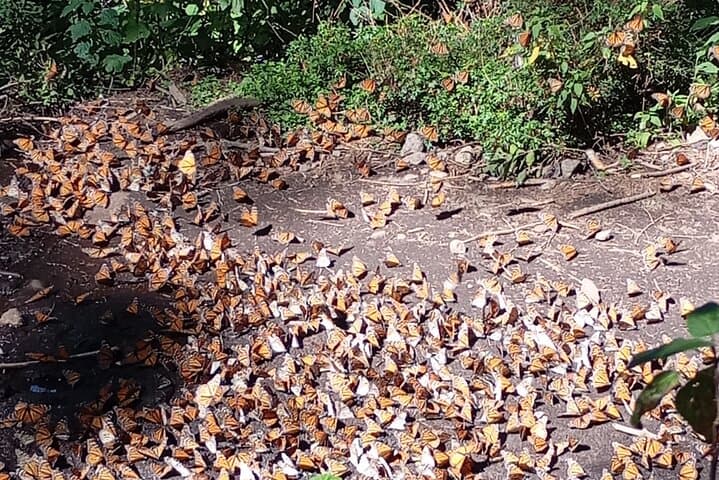 Monarch Butterflies at El Rosario Preserve — Mexico City's Winter Migration Hike
