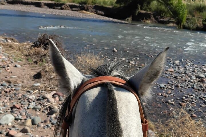 Horseback Through Mendoza Vineyards: Winery Ride, Tasting & BBQ photo 6