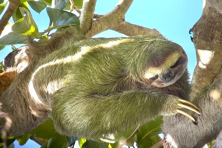Manuel Antonio Midday Nature Walk and Beach Experience